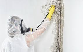 Mold Documentation for Insurance Claims in Avocado Heights, CA